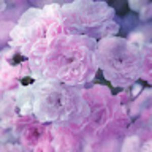 Meet your Posher, Troy